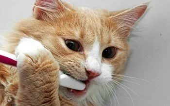 Gato naranja mordiendo un cepillo de dientes