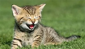 Gatito atigrado tumbado sobre la hierba con la boca abierta