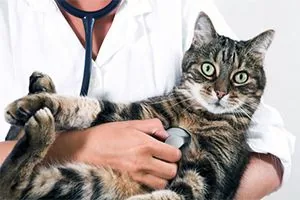 Gato auscultado con un fonendoscopio por una persona con bata blanca