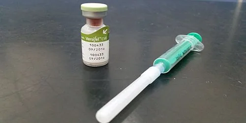 Vial de una vacuna para gatos junto a una jeringuilla