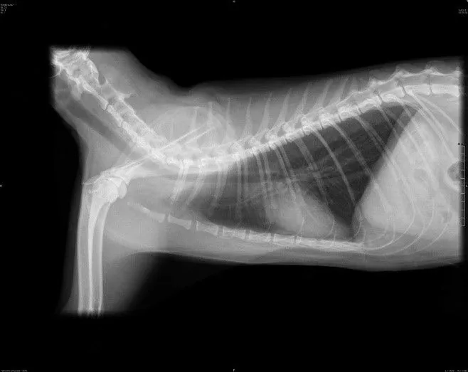 Radiografia toracica normal de un gato