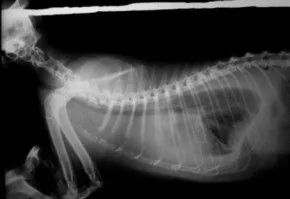 Radiografia toracica de un gato con derrame pleural